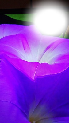 flores violetas フォトモンタージュ