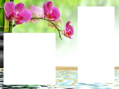 orchidees Photomontage