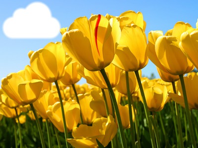 tulipe Фотомонтаж