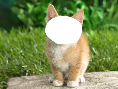 tatlı kedi yüzü Fotomontage
