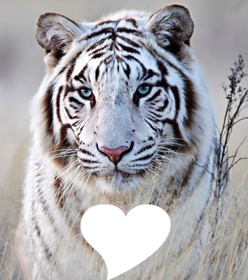 Tigre blanc tigré Fotomontaggio