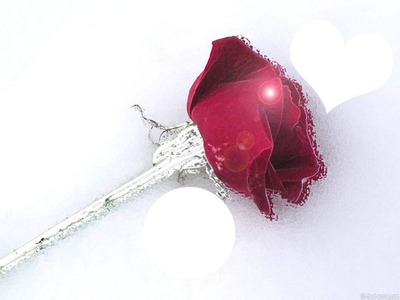 rose coeur Φωτομοντάζ