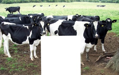 de vacas Montaje fotografico