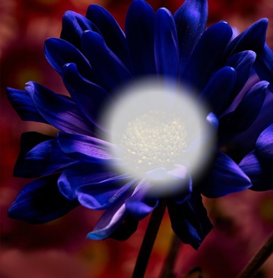 1 flower Fotomontagem