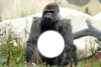 pause gorille Fotomontaggio