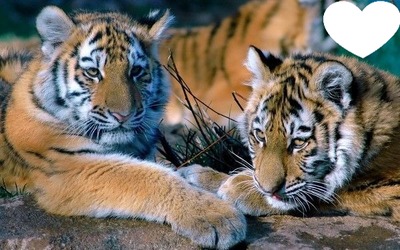 Tigres Fotómontázs