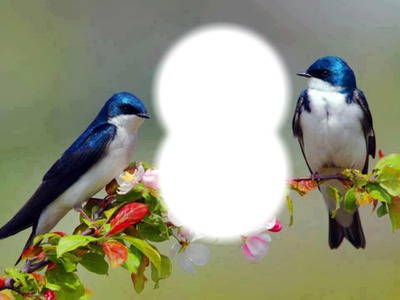 Couple d'oiseaux Photo frame effect