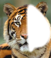tigre Fotomontaža