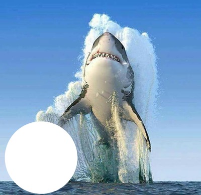 requin Fotomontaggio