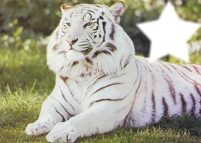 tigre blanc Fotomontāža