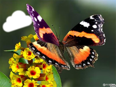 Papillons le plus beau フォトモンタージュ