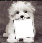cachorrinho fofo com foto Fotomontáž
