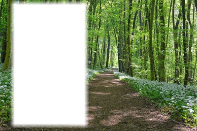 Tavaszi erdő Photomontage