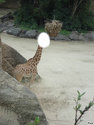 giraffe Fotomontage