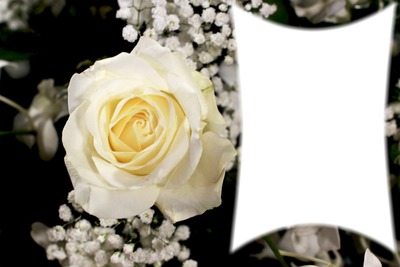 roses blanche Photo frame effect