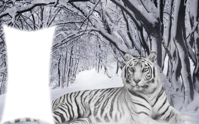 Tigre blanc Fotomontažas