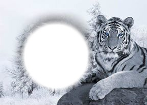 le tigre aux amoureux Fotomontage