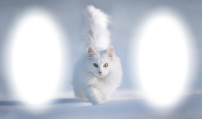 gatos persas 1 Montaje fotografico