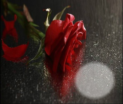 Rosa na chuva Fotomontagem