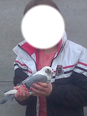 pigeons Fotomontažas