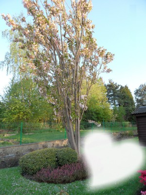 l'arbre en fleur フォトモンタージュ