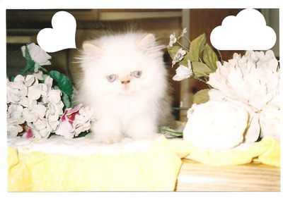 chaton extra cute Photo frame effect