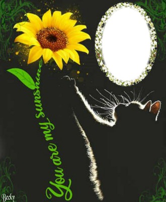 sunshine kitty Fotomontaggio