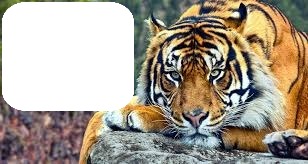 tiger Fotomontage