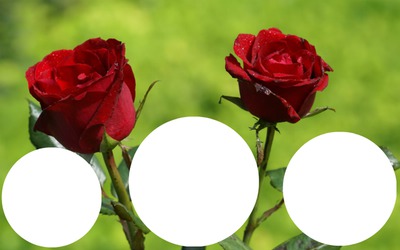2 roses rouges laly Photo frame effect