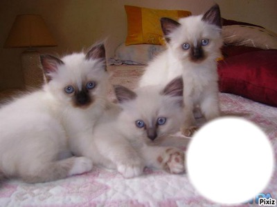 *Famille Chatons* Fotomontage