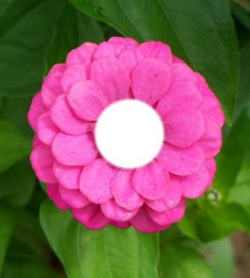 Pink Flower Photo frame effect