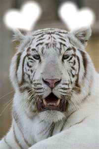 tigre blanc Fotomontažas