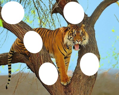 tiger Montaje fotografico