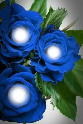 rosas azuis Fotomontasje