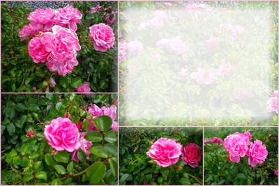 Les Roses Montage photo