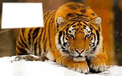 Tigre sur la neige Фотомонтажа