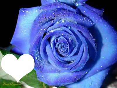Rosa blu Fotomontāža