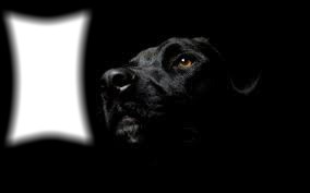 chien noir Photo frame effect