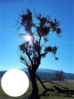 soleil arbre Montage photo