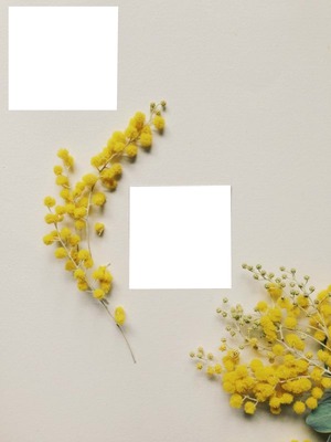 mimosa Fotomontagem