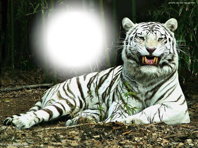 tigre Fotomontažas