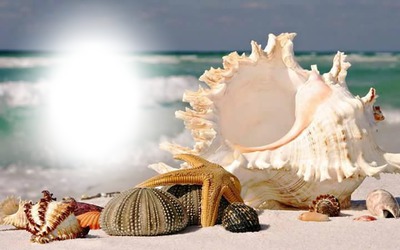 caracol de mar Photomontage