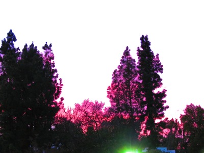 PINK & PURPLE TREES Photo frame effect