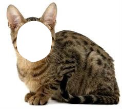 gato Fotomontagem