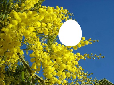 mimosa Fotomontaggio