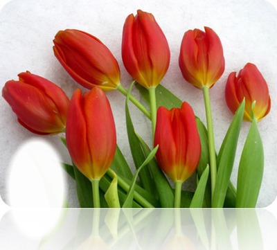 tulipe フォトモンタージュ