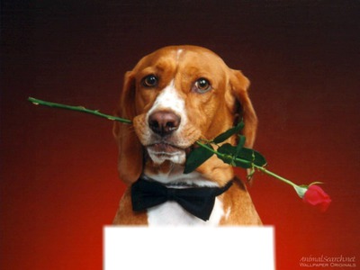 chien avec une rose フォトモンタージュ