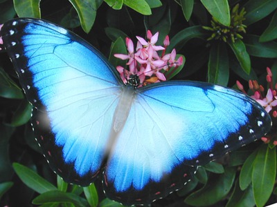 farfalla Фотомонтажа