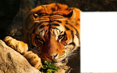 tigre Fotómontázs