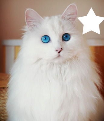 Chat angora blanc yeux bleus Photo frame effect